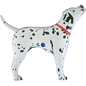 Caine Dalmatian - 102 cm